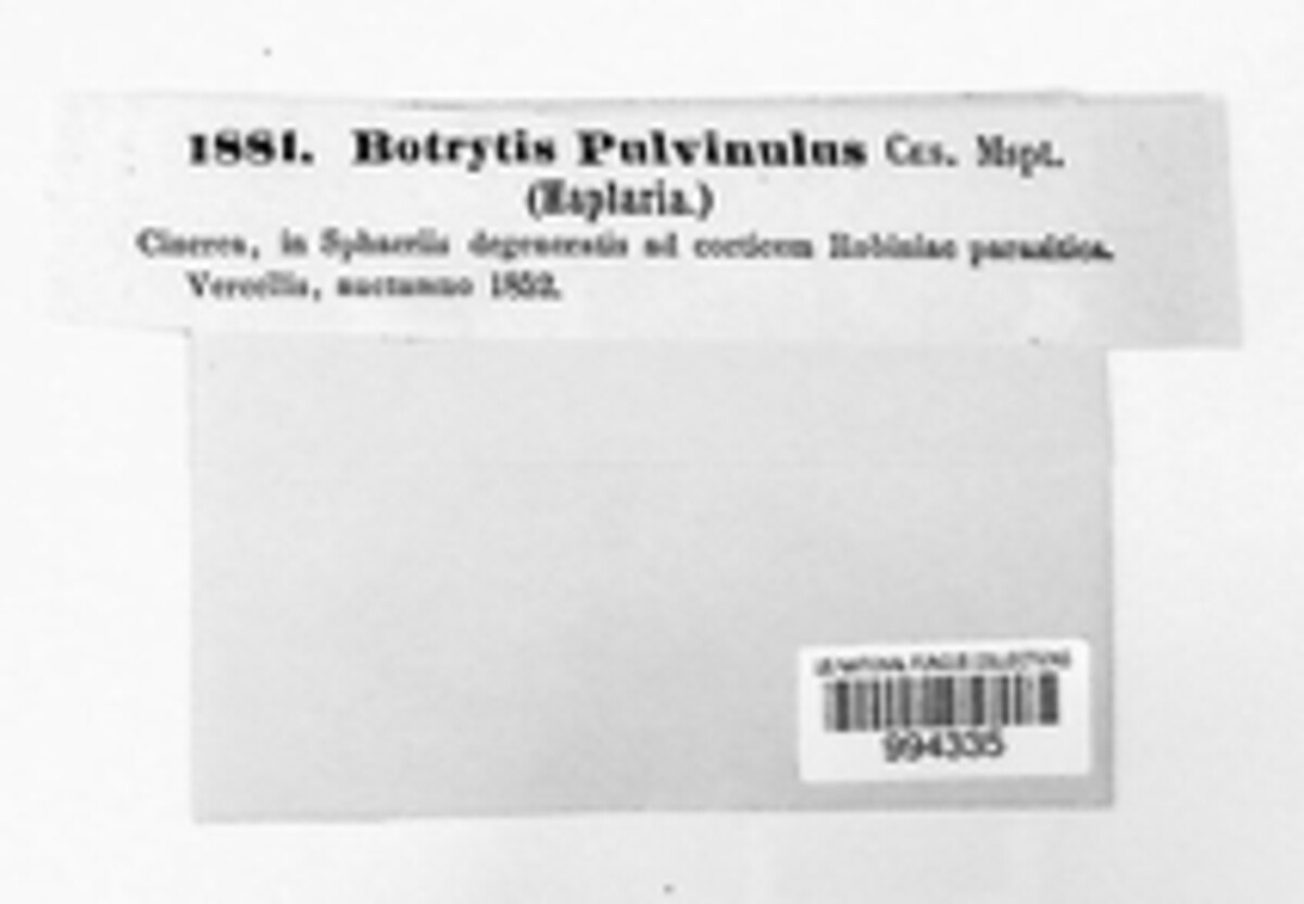 Botrytis pulvinulus image